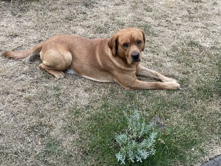 Deckrüde Labrador foxred mit Stammbaum und Internationaler Champion. Er ist perfekt!!!