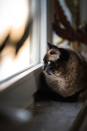 Siam Mix Dame / Kastratin