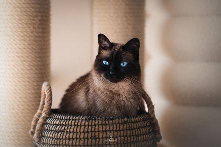 Siam Mix Dame / Kastratin