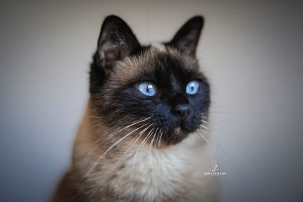 Siam Mix Dame / Kastratin