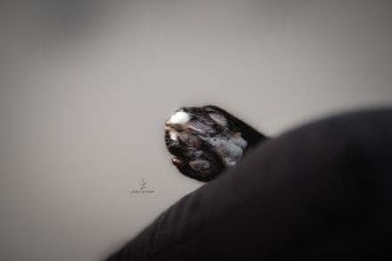 Siam Mix Dame / Kastratin