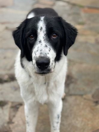 Lazlo - liebevoller Junghund sucht sein Zuhause