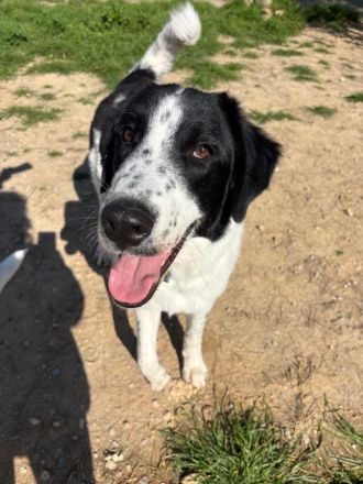 Lazlo - liebevoller Junghund sucht sein Zuhause