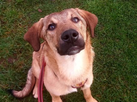 Baikal - neugieriger Hundebub