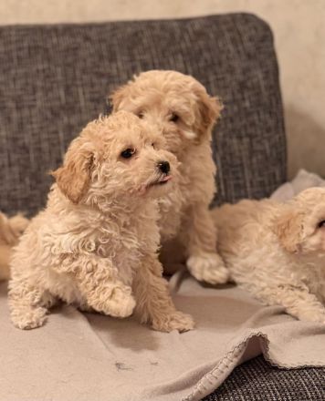 Maltipoo welpen