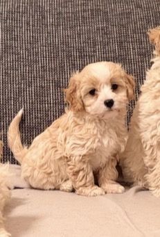 Maltipoo welpen
