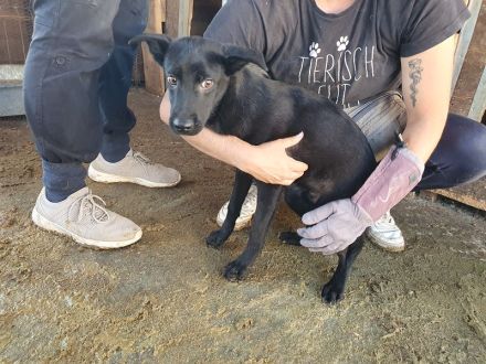 Blacky, wunderschöner, junger Rüde sucht ein ruhiges und liebevolles Zuhause, 10 Monate, 41 cm