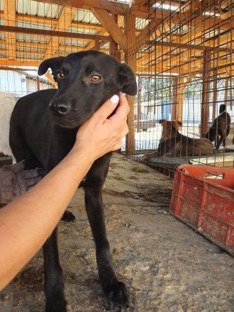 Blacky, wunderschöner, junger Rüde sucht ein ruhiges und liebevolles Zuhause, 10 Monate, 41 cm