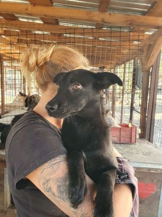 Blacky, wunderschöner, junger Rüde sucht ein ruhiges und liebevolles Zuhause, 10 Monate, 41 cm