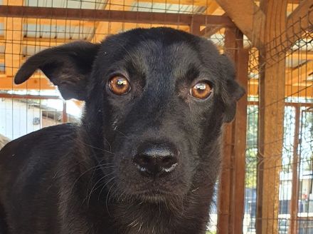 Blacky, wunderschöner, junger Rüde sucht ein ruhiges und liebevolles Zuhause, 10 Monate, 41 cm