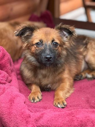 Elisa, kleine, flauschige Junghündin, die auf ein Neubeginn hofft, 7 Monate, 29 cm