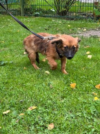 Elisa, kleine, flauschige Junghündin, die auf ein Neubeginn hofft, 7 Monate, 29 cm