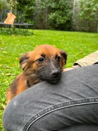 Elisa, kleine, flauschige Junghündin, die auf ein Neubeginn hofft, 7 Monate, 29 cm