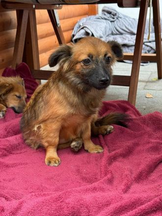 Elisa, kleine, flauschige Junghündin, die auf ein Neubeginn hofft, 7 Monate, 29 cm