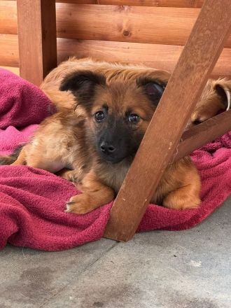 Elisa, kleine, flauschige Junghündin, die auf ein Neubeginn hofft, 7 Monate, 29 cm