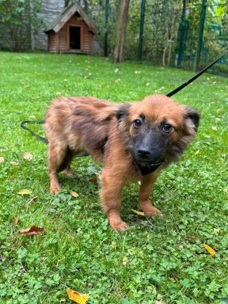 Elisa, kleine, flauschige Junghündin, die auf ein Neubeginn hofft, 7 Monate, 29 cm