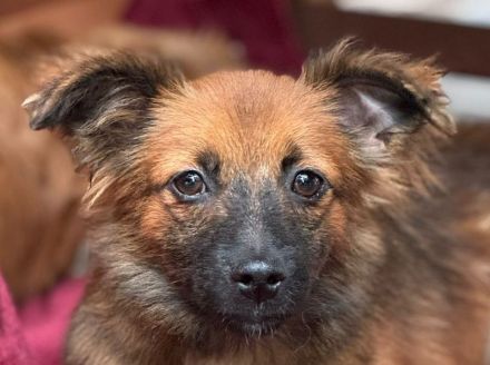 Elisa, kleine, flauschige Junghündin, die auf ein Neubeginn hofft, 7 Monate, 29 cm