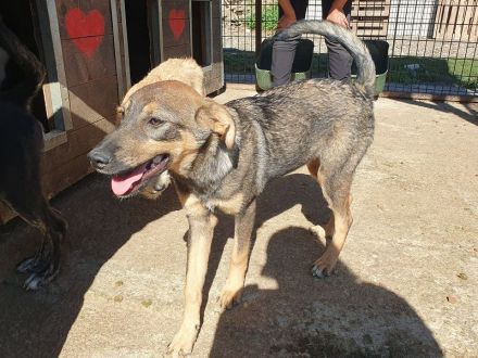 Fee, zurückhaltende Junghündin, die die Sicherheit beim Menschen sucht, 8 Monate, 45 cm