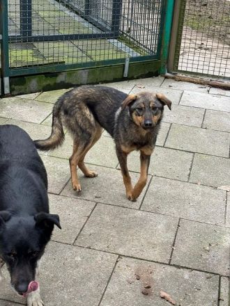 Fee, zurückhaltende, sanfte Junghündin mit viel Potenzial zur treuen Begleiterin, 10 Monate, 49 cm