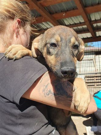 Fee, zurückhaltende Junghündin, die die Sicherheit beim Menschen sucht, 8 Monate, 45 cm
