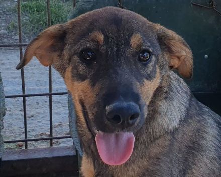 Fee, zurückhaltende Junghündin, die die Sicherheit beim Menschen sucht, 8 Monate, 45 cm