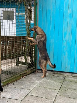 Fee, zurückhaltende, sanfte Junghündin mit viel Potenzial zur treuen Begleiterin, 10 Monate, 49 cm