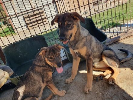 Fee, zurückhaltende Junghündin, die die Sicherheit beim Menschen sucht, 8 Monate, 45 cm