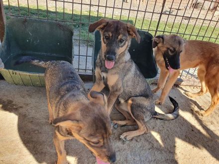 Fee, zurückhaltende Junghündin, die die Sicherheit beim Menschen sucht, 8 Monate, 45 cm