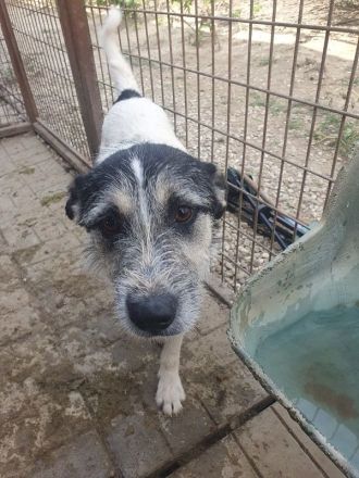 Frido, aktiver, schwarz-weißer Hundejunge auf der Suche nach seiner Familie, 1,5 Jahre, 49 cm