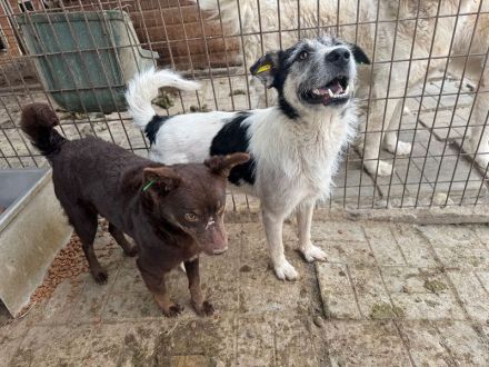 Frido, aktiver, schwarz-weißer Hundejunge auf der Suche nach seiner Familie, 1,5 Jahre, 49 cm