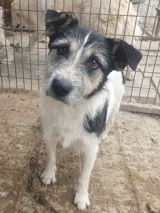 Frido, aktiver, schwarz-weißer Hundejunge auf der Suche nach seiner Familie, 1,5 Jahre, 49 cm