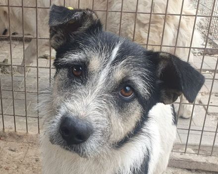 Frido, aktiver, schwarz-weißer Hundejunge auf der Suche nach seiner Familie, 1,5 Jahre, 49 cm