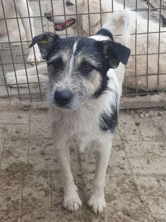 Frido, aktiver, schwarz-weißer Hundejunge auf der Suche nach seiner Familie, 1,5 Jahre, 49 cm