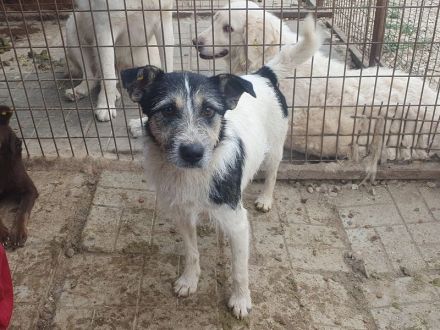 Frido, aktiver, schwarz-weißer Hundejunge auf der Suche nach seiner Familie, 1,5 Jahre, 49 cm