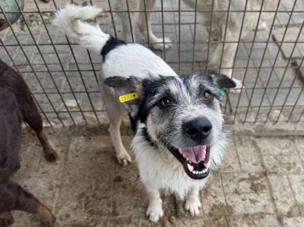 Frido, aktiver, schwarz-weißer Hundejunge auf der Suche nach seiner Familie, 1,5 Jahre, 49 cm