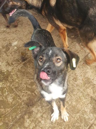 Heiko, 1,5 Jahre jung und sehr zutraulich und menschenbezogen, 49 cm