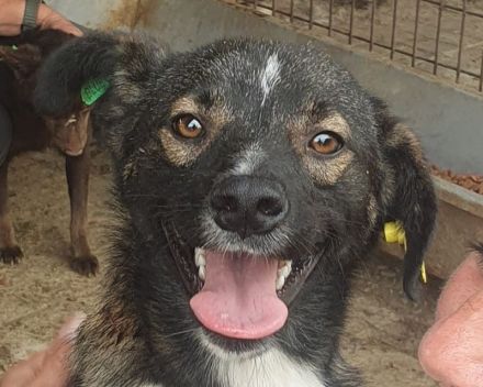 Heiko, 1,5 Jahre jung und sehr zutraulich und menschenbezogen, 49 cm