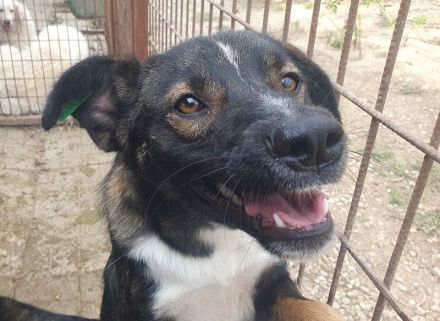 Heiko, 1,5 Jahre jung und sehr zutraulich und menschenbezogen, 49 cm