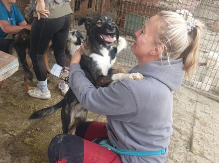 Heiko, 1,5 Jahre jung und sehr zutraulich und menschenbezogen, 49 cm