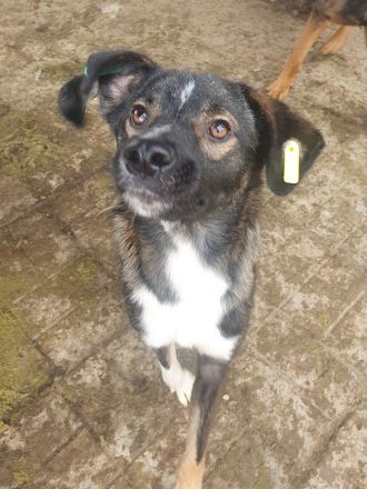 Heiko, 1,5 Jahre jung und sehr zutraulich und menschenbezogen, 49 cm