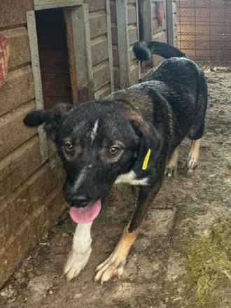 Heiko, 1,5 Jahre jung und sehr zutraulich und menschenbezogen, 49 cm