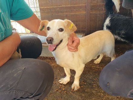 Mambo, eine Seele von Hund: freundlich, verschmust und zutraulich, 2 Jahre, 32 cm