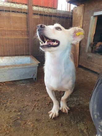Mambo, eine Seele von Hund: freundlich, verschmust und zutraulich, 2 Jahre, 32 cm