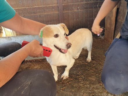 Mambo, eine Seele von Hund: freundlich, verschmust und zutraulich, 2 Jahre, 32 cm