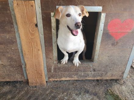 Mambo, eine Seele von Hund: freundlich, verschmust und zutraulich, 2 Jahre, 32 cm