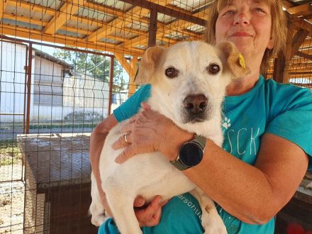 Mambo, eine Seele von Hund: freundlich, verschmust und zutraulich, 2 Jahre, 32 cm