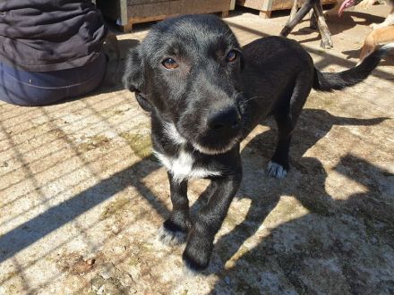 Püppi, neugierig und menschenfreundlich, aber mit einer angenehm ruhigen Art, 8 Monate, 32 cm