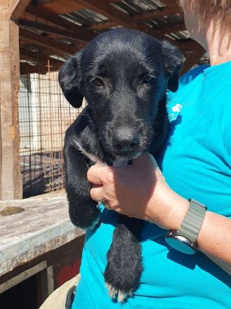 Püppi, neugierig und menschenfreundlich, aber mit einer angenehm ruhigen Art, 8 Monate, 32 cm