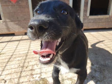 Püppi, neugierig und menschenfreundlich, aber mit einer angenehm ruhigen Art, 8 Monate, 32 cm