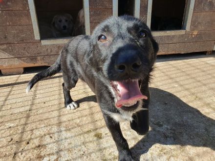 Püppi, neugierig und menschenfreundlich, aber mit einer angenehm ruhigen Art, 8 Monate, 32 cm